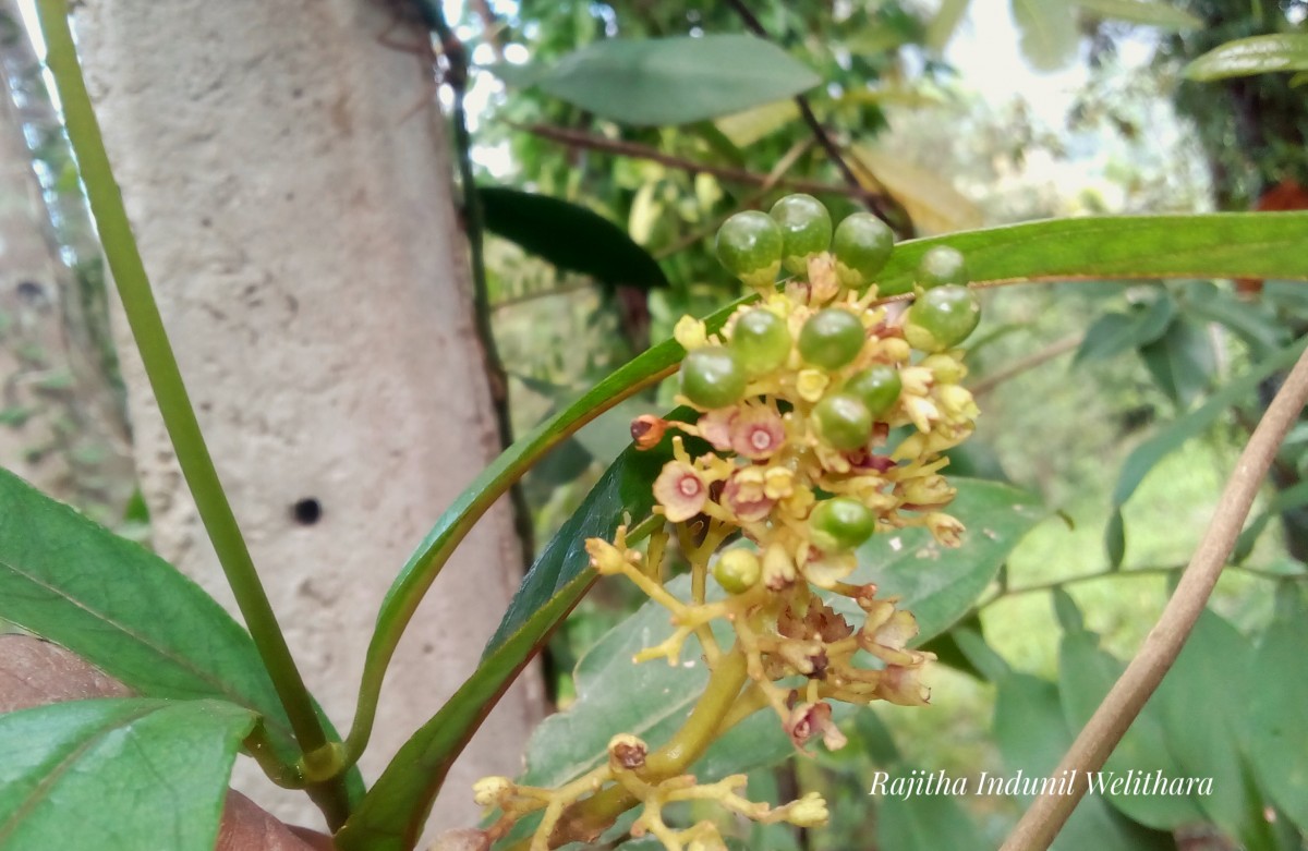 Premna procumbens Moon